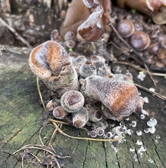 Fungi