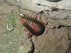 Scolopendra japonica