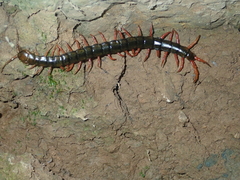 Scolopendra japonica