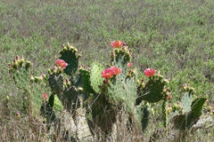 Opuntia gomei