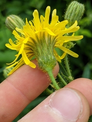 Sonchus arvensis arvensis
