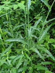 Sonchus arvensis arvensis