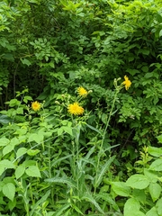 Sonchus arvensis arvensis