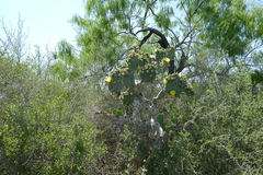 Opuntia alta
