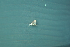 Lipocosmodes fuliginosalis