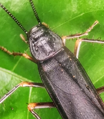 Protagonista pertristis