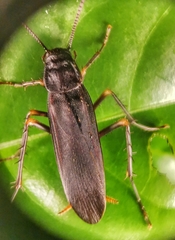 Protagonista pertristis