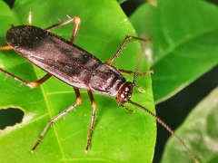 Protagonista pertristis