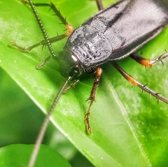 Protagonista pertristis