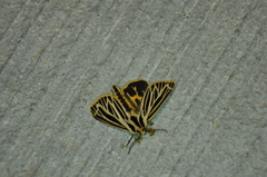 Apantesis virguncula