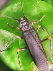 Protagonista pertristis