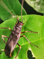 Protagonista pertristis