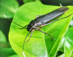 Protagonista pertristis