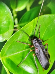 Protagonista pertristis