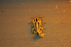 Apantesis virguncula