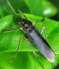 Protagonista pertristis