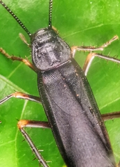 Protagonista pertristis