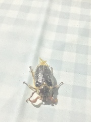 Polyphylla multimaculata