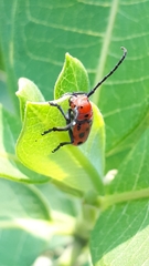 Tetraopes tetrophthalmus