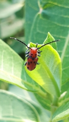 Tetraopes tetrophthalmus