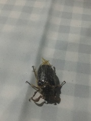 Polyphylla multimaculata