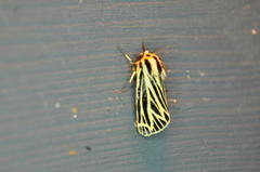 Apantesis virguncula