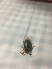 Polyphylla multimaculata