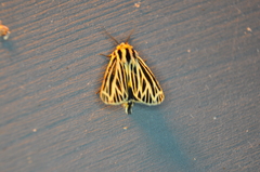 Apantesis virguncula