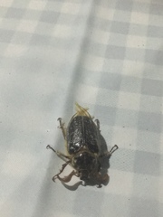 Polyphylla multimaculata