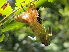 Tanna sozanensis