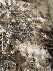 Tetradymia spinosa