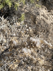 Tetradymia spinosa