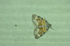 Dysstroma hersiliata