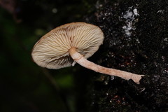 Armillaria hinnulea