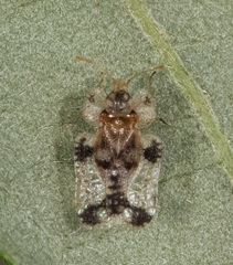 Corythucha juglandis