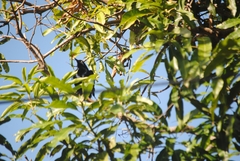 Quiscalus mexicanus