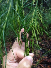 Acacia linifolia