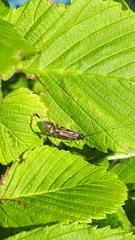 Macrostemum zebratum