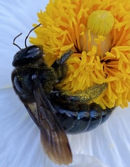 Xylocopa californica diamesa