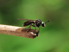 Cerotainia macrocera