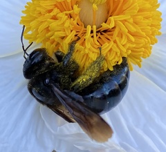 Xylocopa californica diamesa