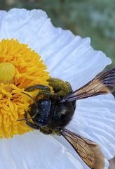 Xylocopa californica diamesa