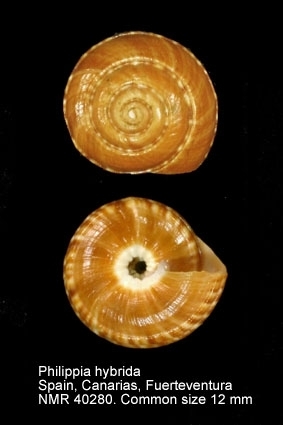 Philippia