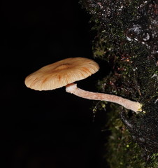 Armillaria hinnulea