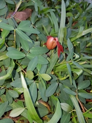 Copaifera langsdorffii