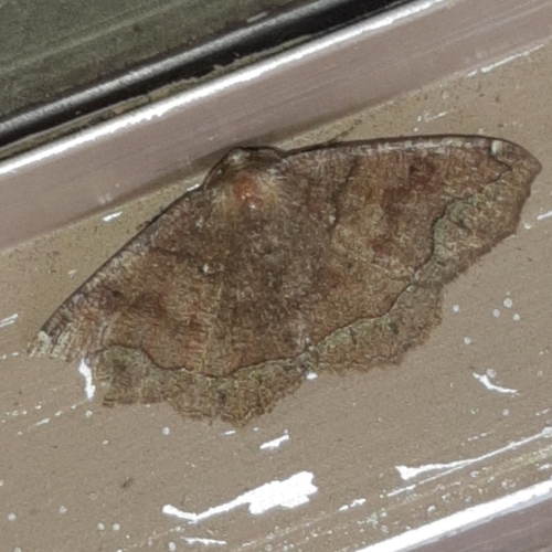 Tetragonodes murcia