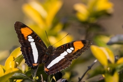 Adelpha serpa