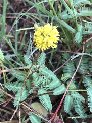 Neptunia lutea