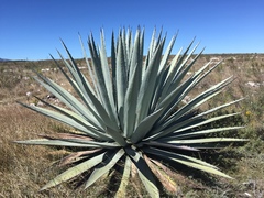 Agave applanata