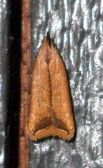 Dichomeris heriguronis